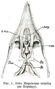 Небо Megalaema asiatica (по Паркеру)