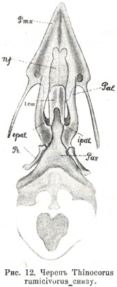 Черепъ Thinocorus rumicivorus снизу