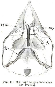 Небо Caprimulgus europaeus (по Гексли)