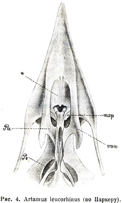 Artamus leucorhinus (по Паркеру)