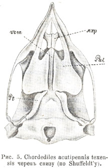 Chordediles acutipennis texensis черепъ снизу (по Shuffeldt'у)