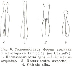 Уклоняющаяся форма сошника у нѣкоторыхъ Limicolae (по Garrod'у)