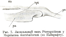 Латеральный видъ Pterygoideum у Megalaema marshallorum (по Пайкрафту)