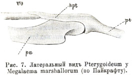Латеральный видъ Pterygoideum у Megalaema marshallorum (по Пайкрафту)