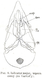 Indicator major, черепъ снизу (по Garrod'у)