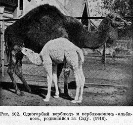 Одногорбый верблюдъ и верблюжонокъ-альбиносъ, родившiйся въ Саду (1916)
