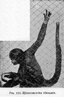 Цѣпкохвостая обезьяна