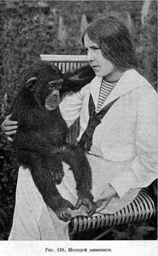 Молодой шимпанзе