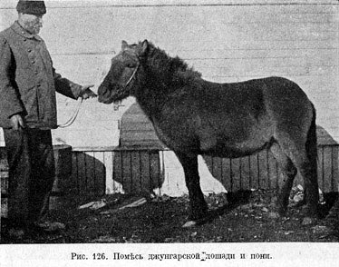 Помѣсь джунгарской лошади и пони