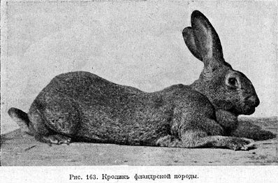 Кроликъ фландрской породы