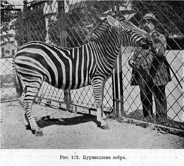 Буршеллева зебра