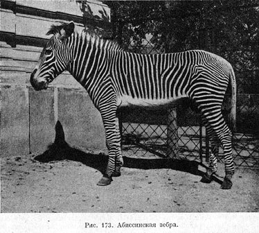 Абиссинская зебра