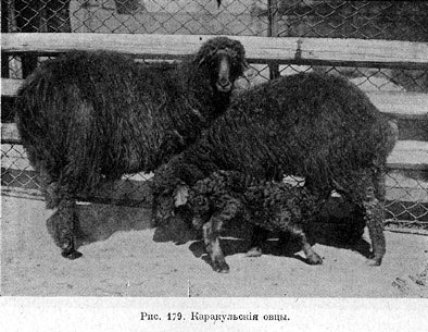 Каракульскiя овцы