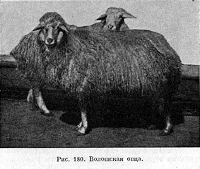 Волошская овца