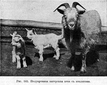 Полукровная ангорская коза съ козлятами
