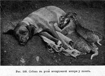 Собака въ роли воспрiемной матери у львятъ