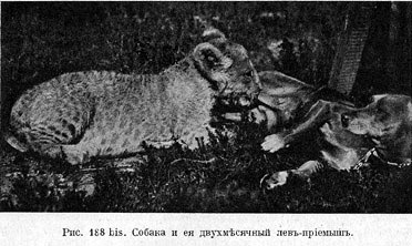 Собака и ея двухмѣсячный левъ-прiемышъ