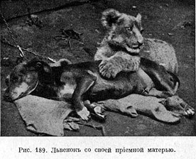 Львенокъ со своей прiемной матерью