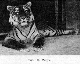 Тигръ