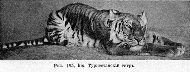 Туркестанскiй тигръ