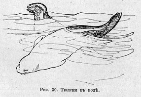 Тюлени въ водѣ