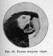 Голова попугая Ара