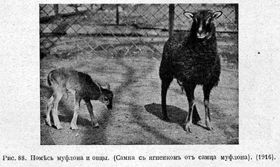 Помѣсь муфлона и овцы. (Самка съ ягненкомъ отъ самца муфлона). (1916)