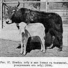 Помѣсь зебу и яка (самка съ теленкомъ, рожденнымх отъ зебу) (1916)