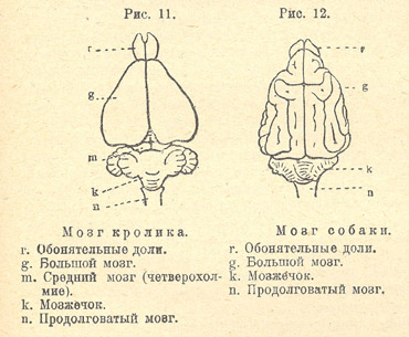 Мозг кролика и мозг собаки