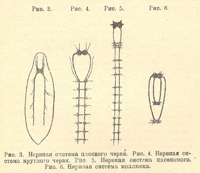 Нервная система плоского, круглого червей, насекомого, моллюска