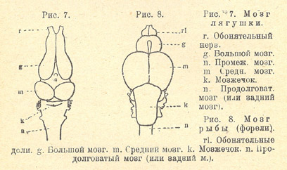 Мозг лягушки и мозг рыбы