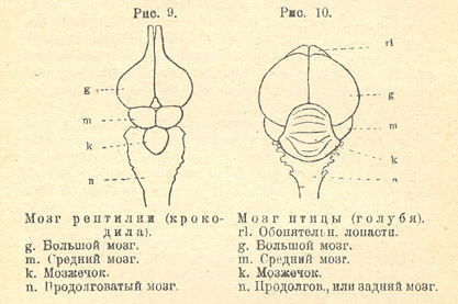 Мозг рептилии и мозг птицы