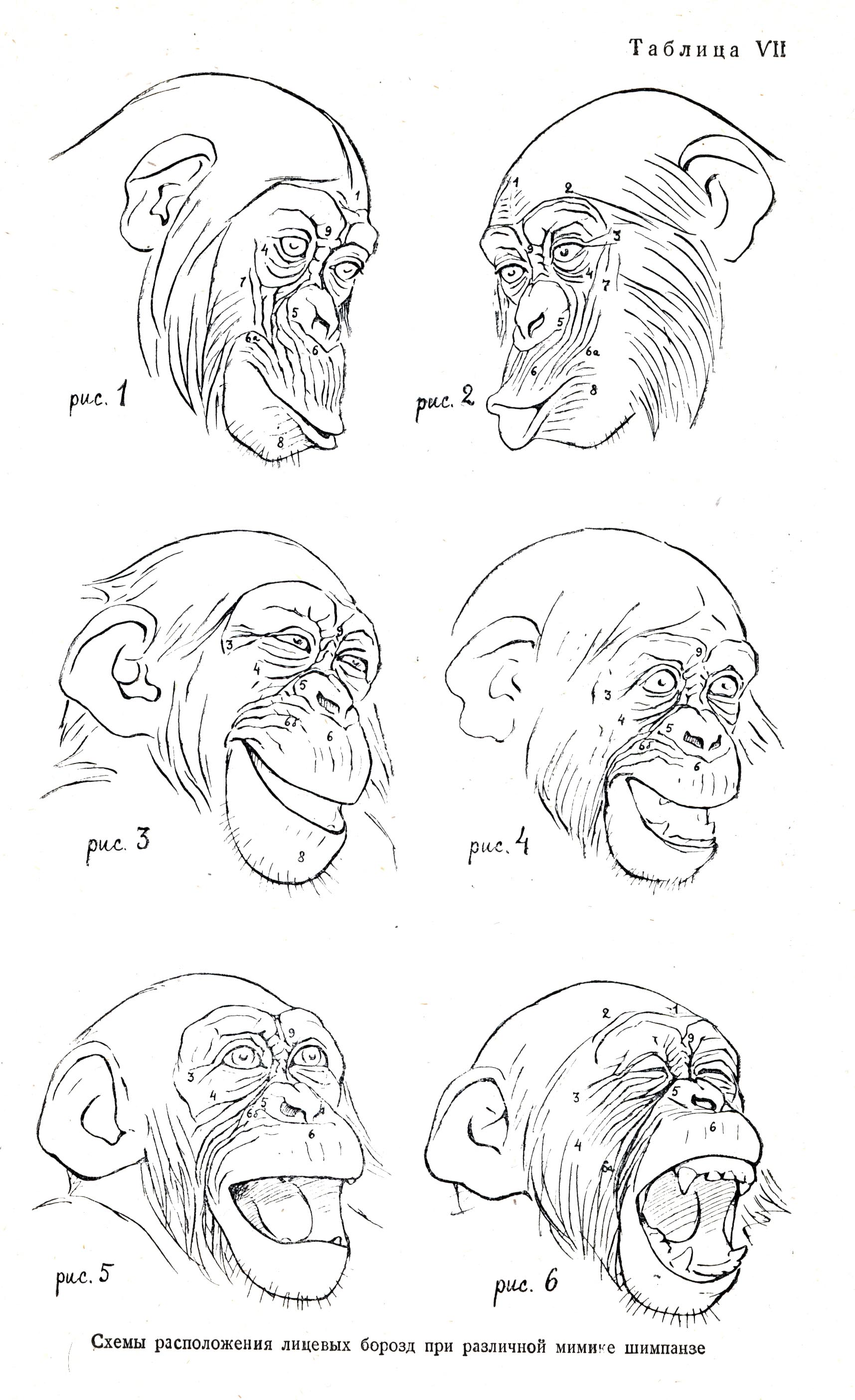 chimpanzee grin