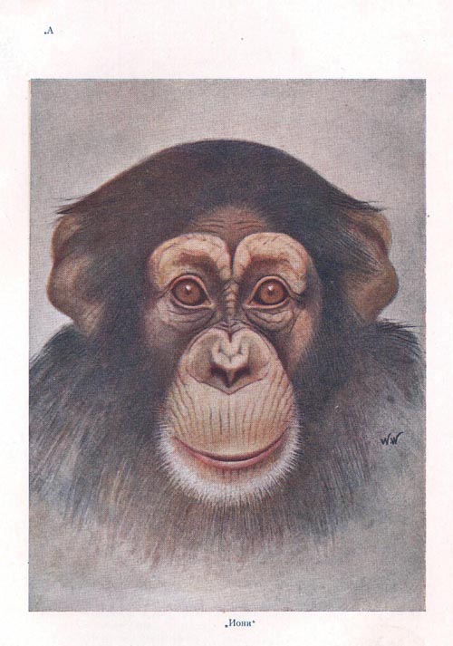 The Face of the Infant Chimpanzee