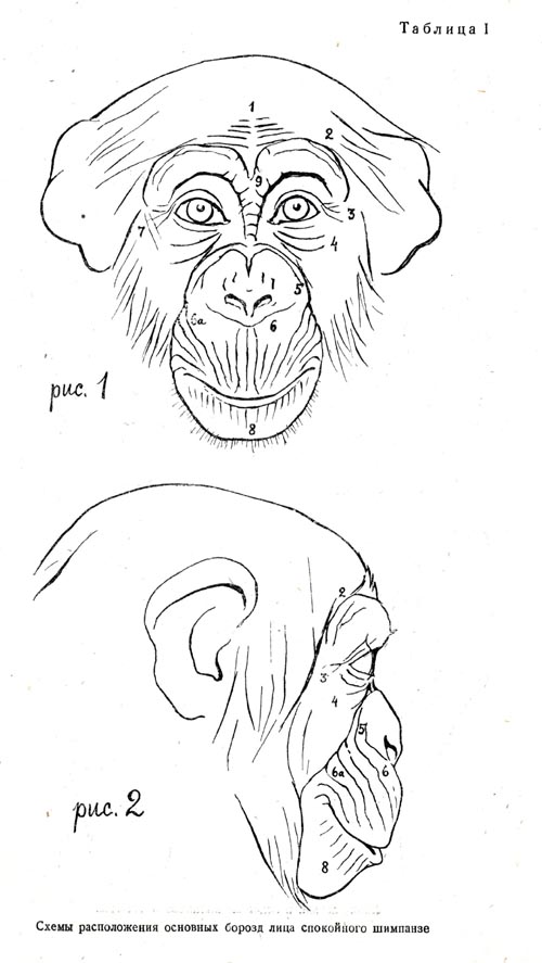 Схемы расположения основных борозд лица спокойного шимпанзе