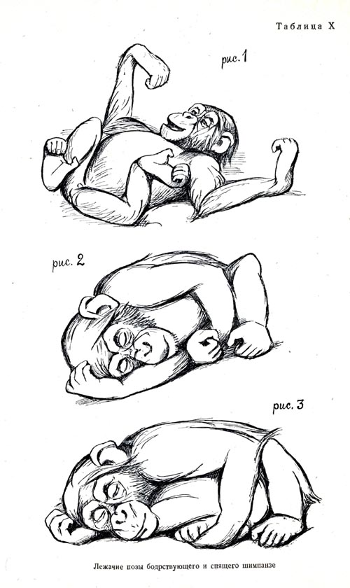 Лежачие позы бодрствующего и спящего шимпанзе