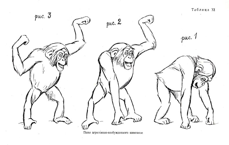 The postures of the aggressively-disposed chimpanzee (Reaction to mirrcr)