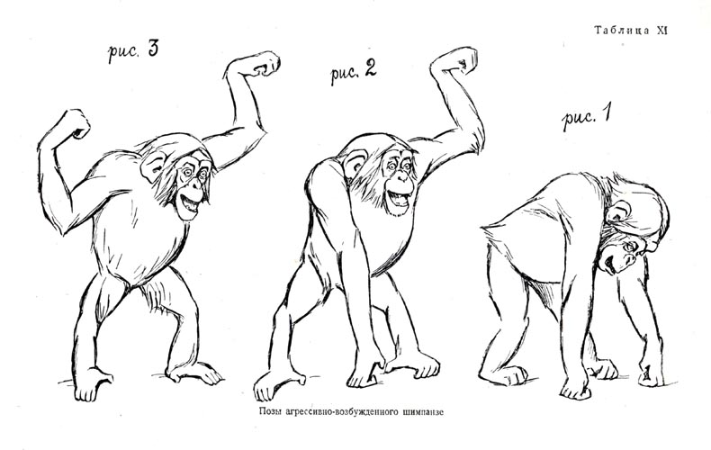 Позы агрессивно-возбужденного шимпанзе (реакция на свое зеркальное отражение)