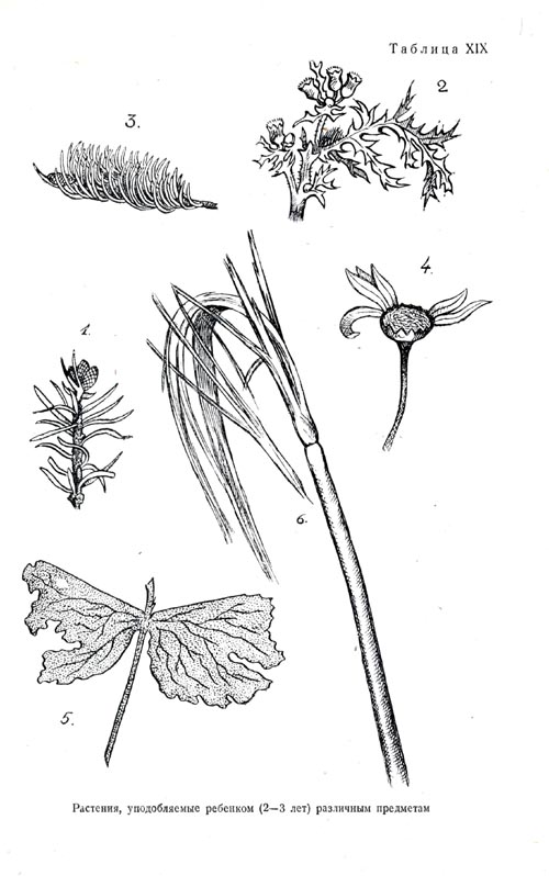 Identification of plants with different objects