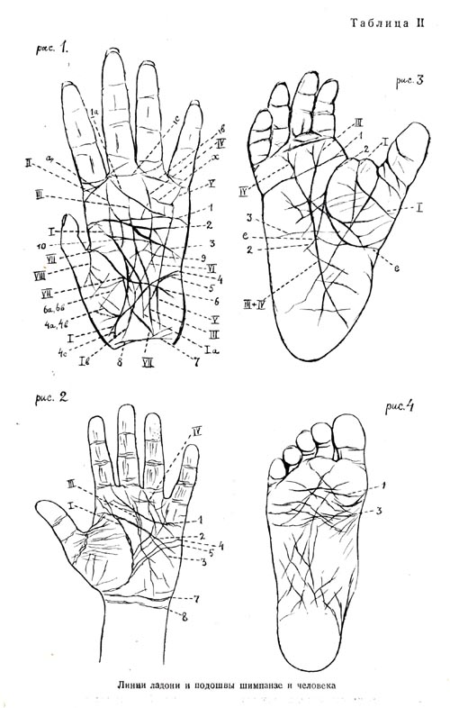 Hand and sole lines of chimpanzee and man