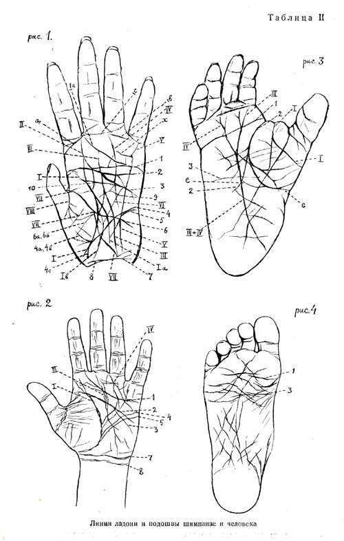Линии ладони и подошвы шимпанзе и человека