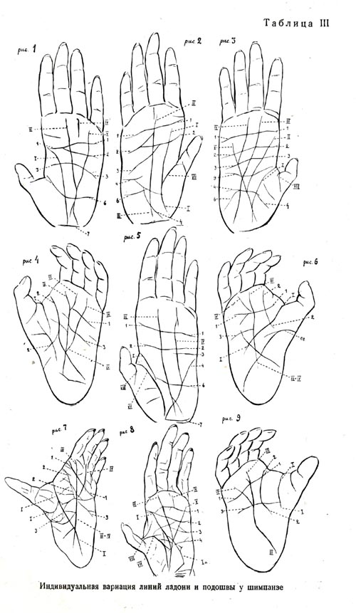 Индивидуальная вариация линий ладони и подошвы у шимпанзе