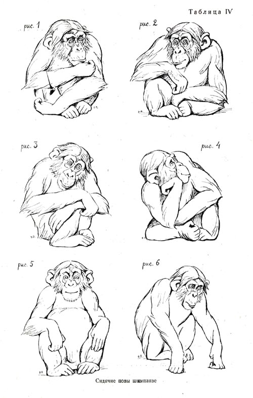 Sitting postures of the chimpanzee
