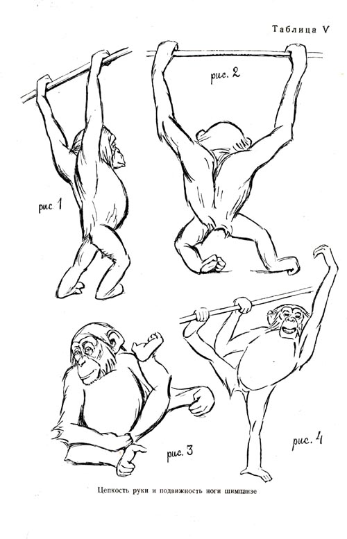 The chimpanzee's tenacity of arms and mobility of legs