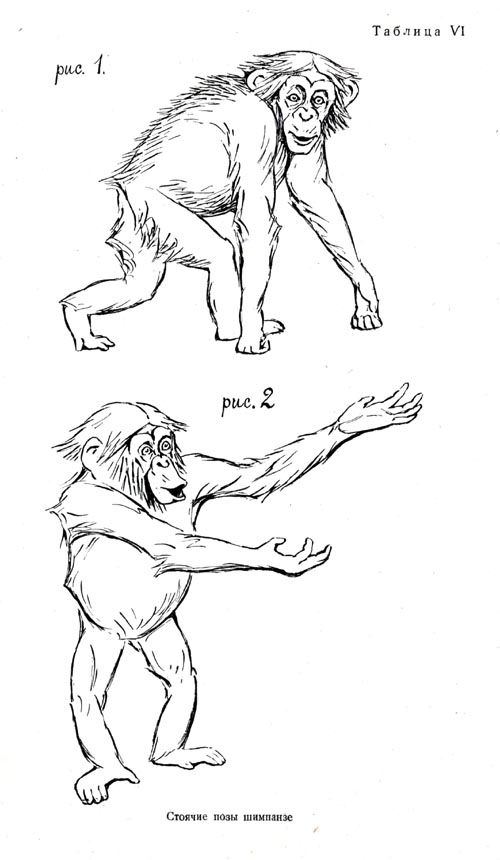 Standing postures of the chimpanzee