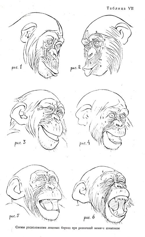 Схемы расположения лицевых борозд при различной мимике шимпанзе