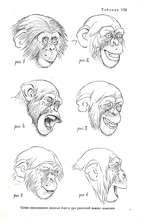 Характерные изменения расположения лицевых борозд при различной мимике шимпанзе