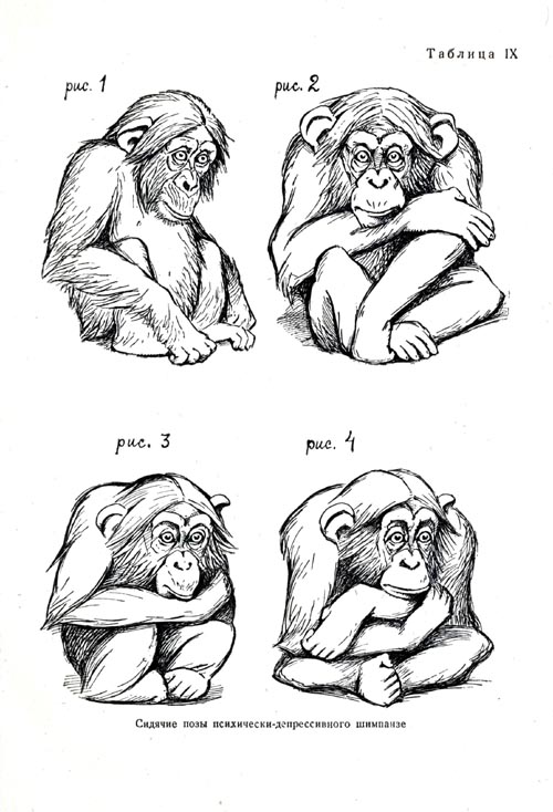 Сидячие позы психически-депрессивного шимпанзе