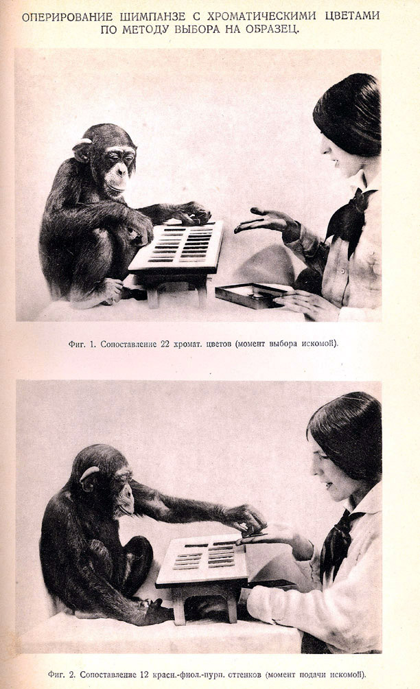 Оперирование шимпанзе с хроматическими цветами по методу выбора на образец.