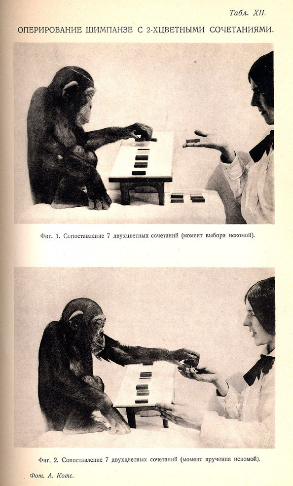 Der Schimpanse beim Hantieren mit zwei-farbigen Kombin ationen.
